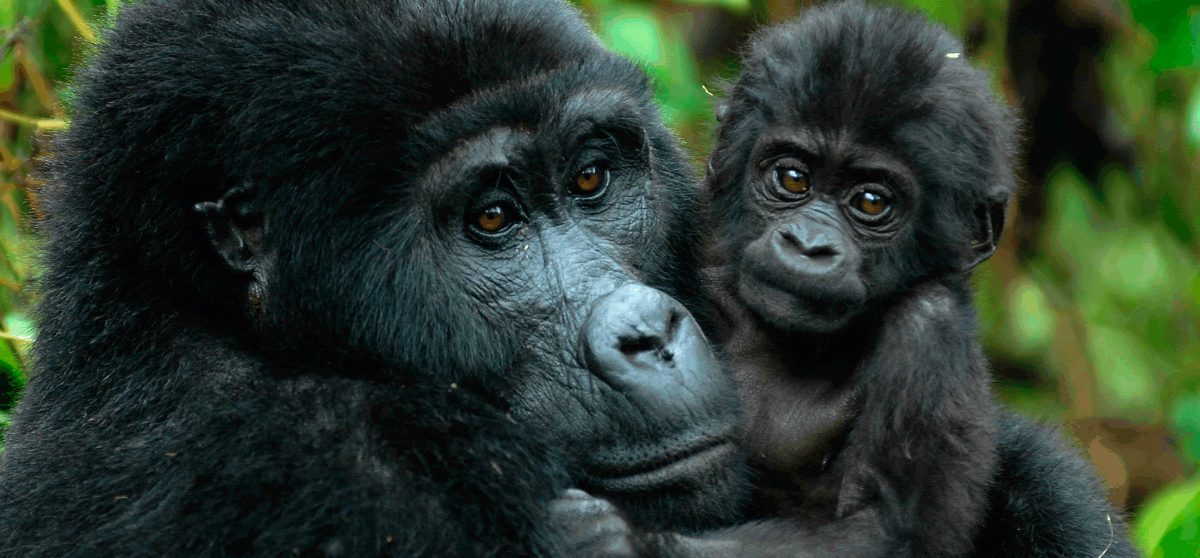Gorilas en imágenes