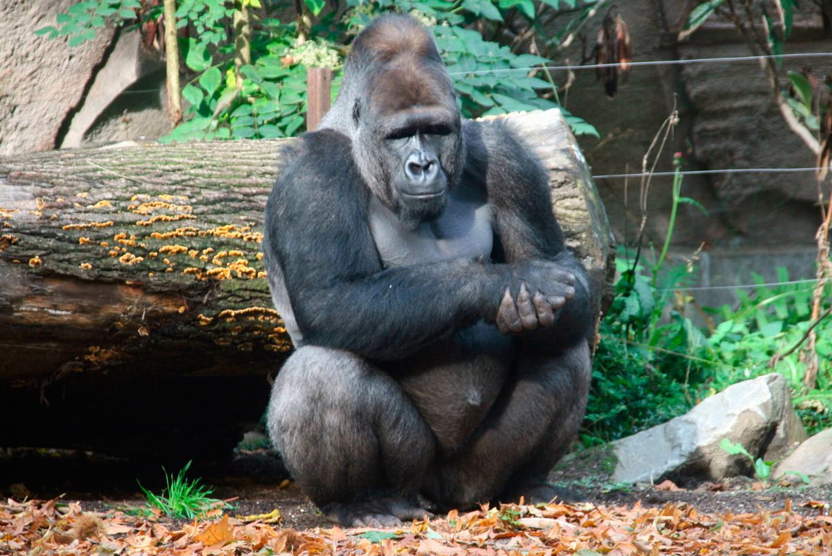 Gorilas occidentales de llanura en peligro