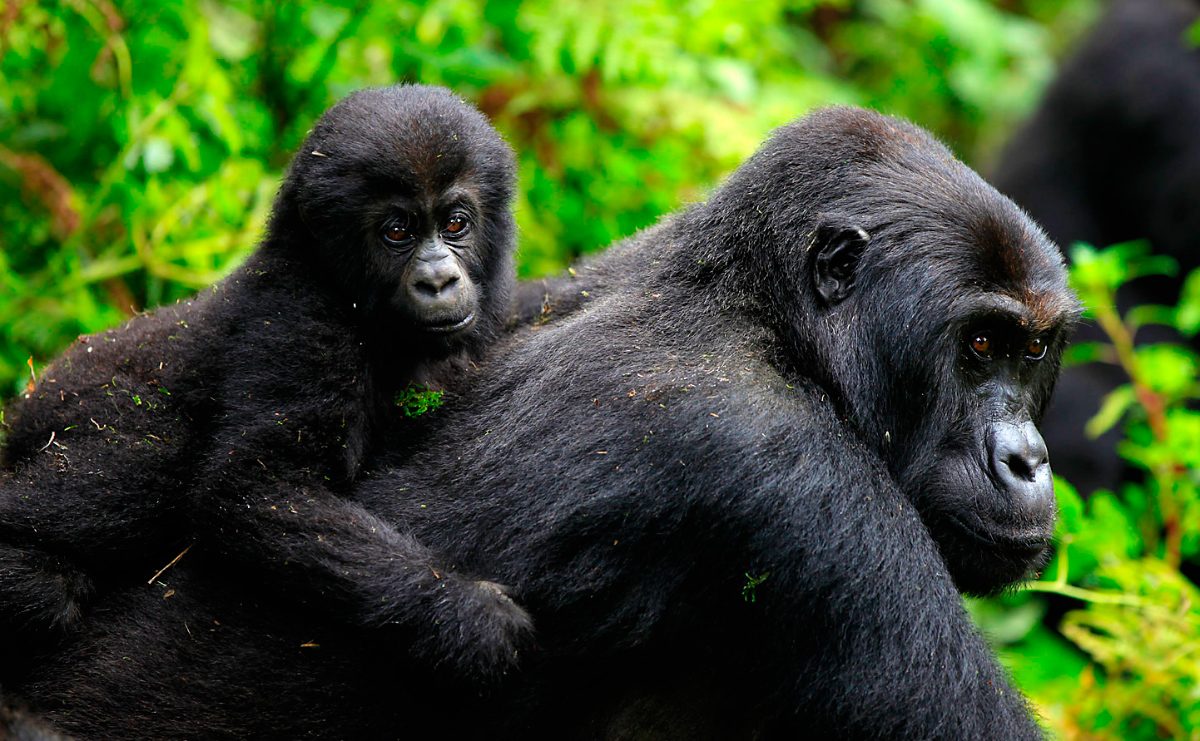 Gorilas orientales de llanura