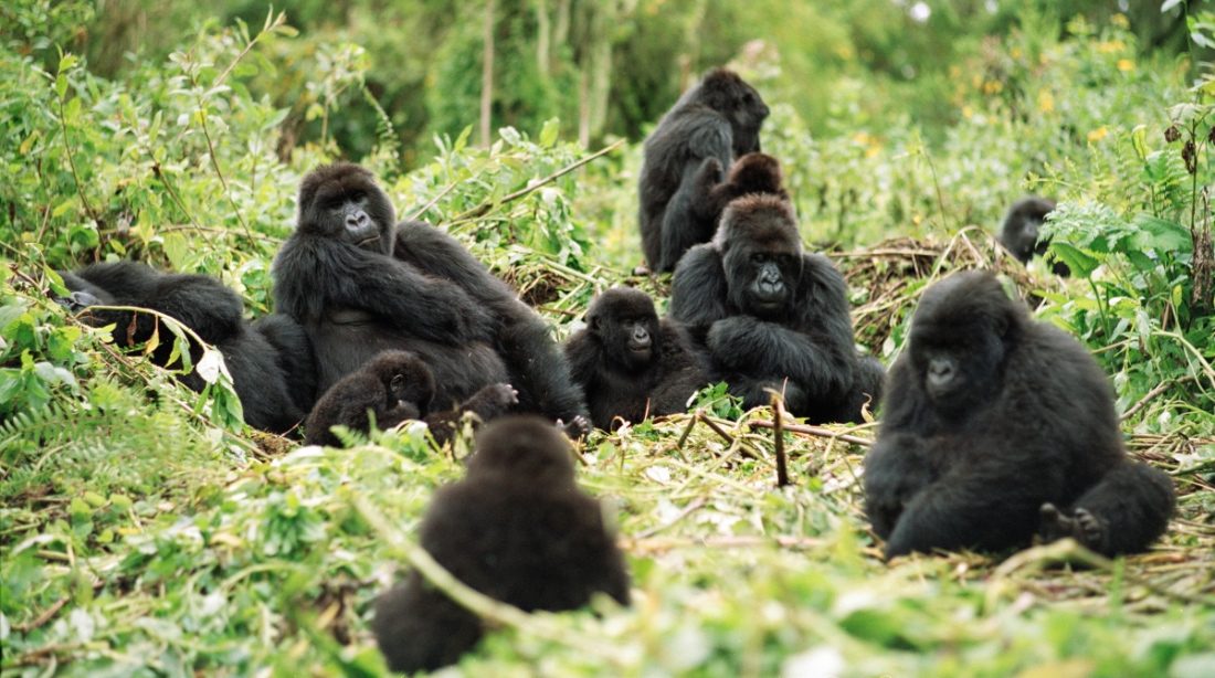 Hábitat de los gorilas