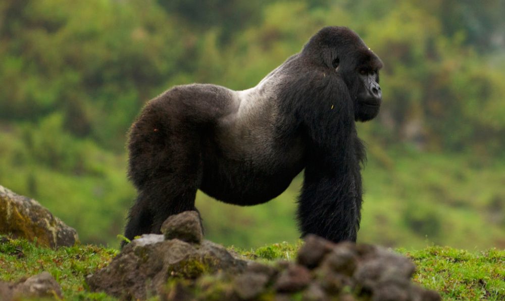 Hábitat del gorila de montaña