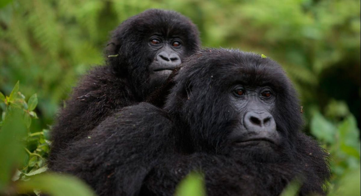 Hábitos sociales de los gorilas