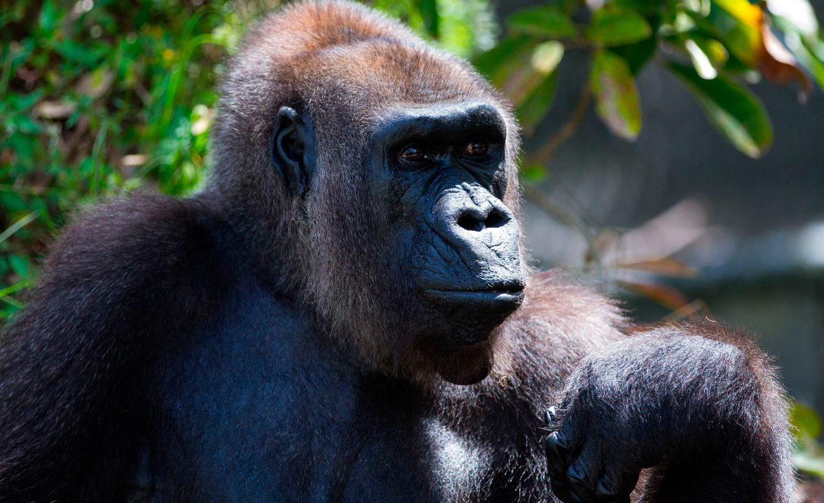 Imagenes de gorilas