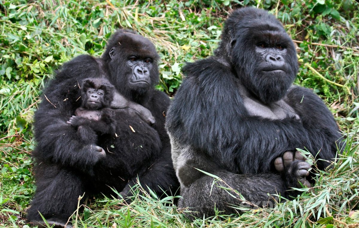 Imagenes de los gorilas de montaña