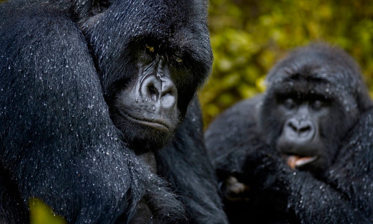 Inteligencia de los gorilas