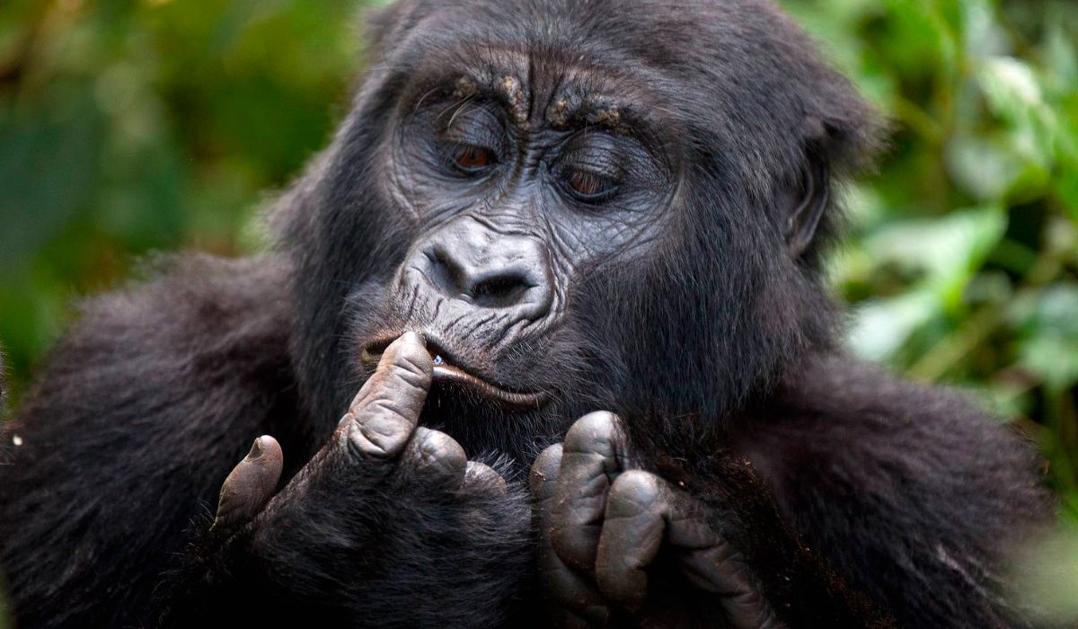 Olfato de los gorilas