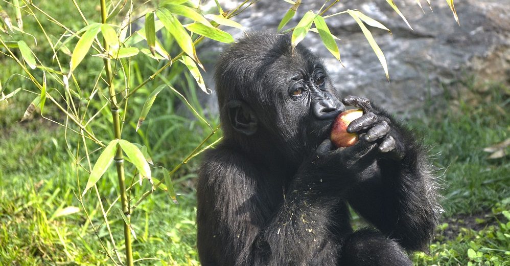 Pequeño gorila comiendo