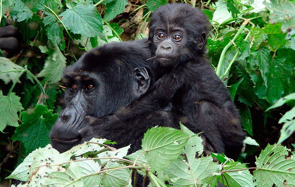 ¿Por qué se llaman gorilas?