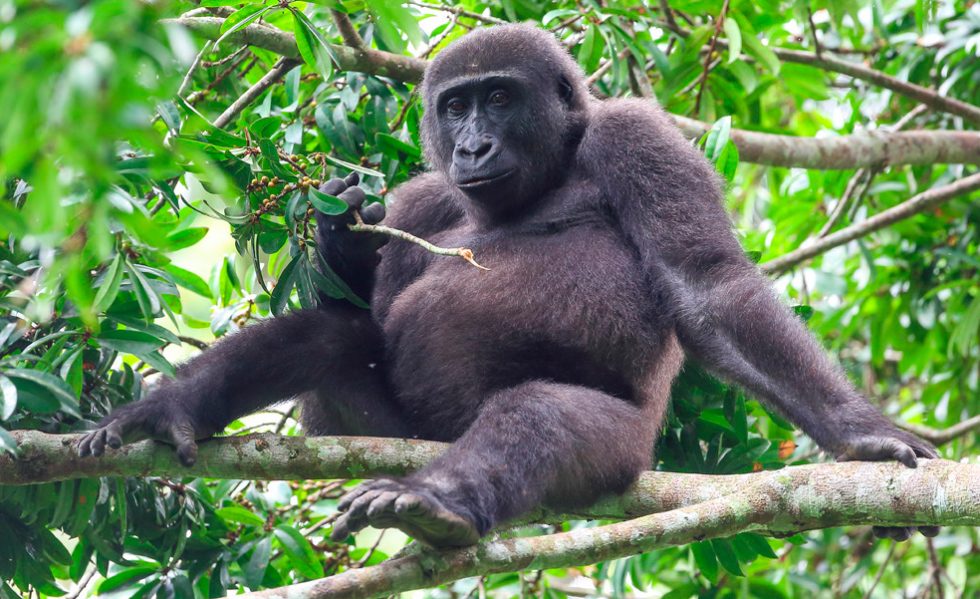 ¿Qué hacen los gorilas durante el día?