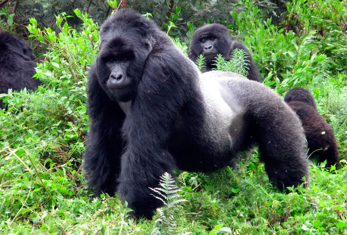 Reproducción de los gorilas de montaña