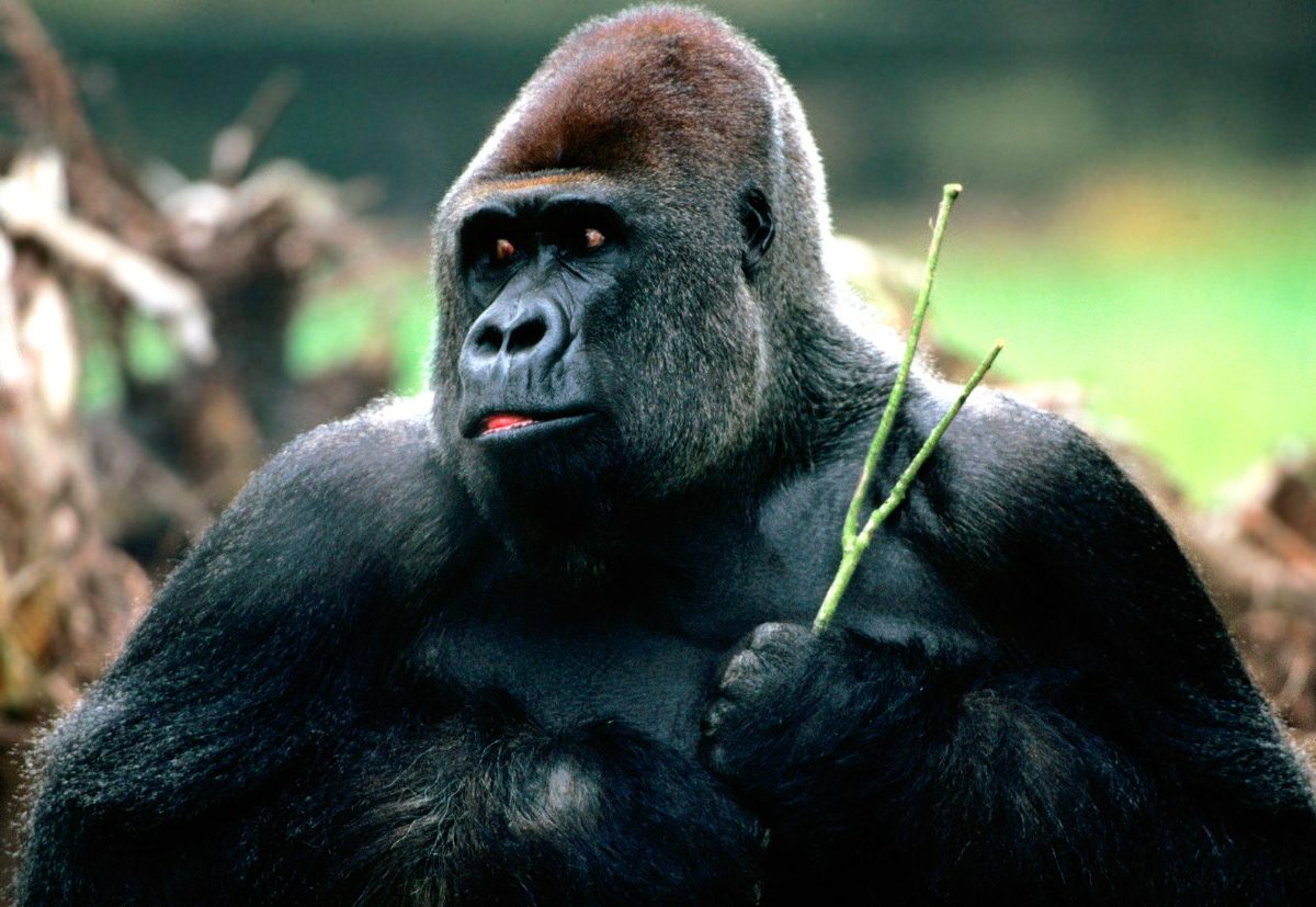 Reproducción de los gorilas de planicie