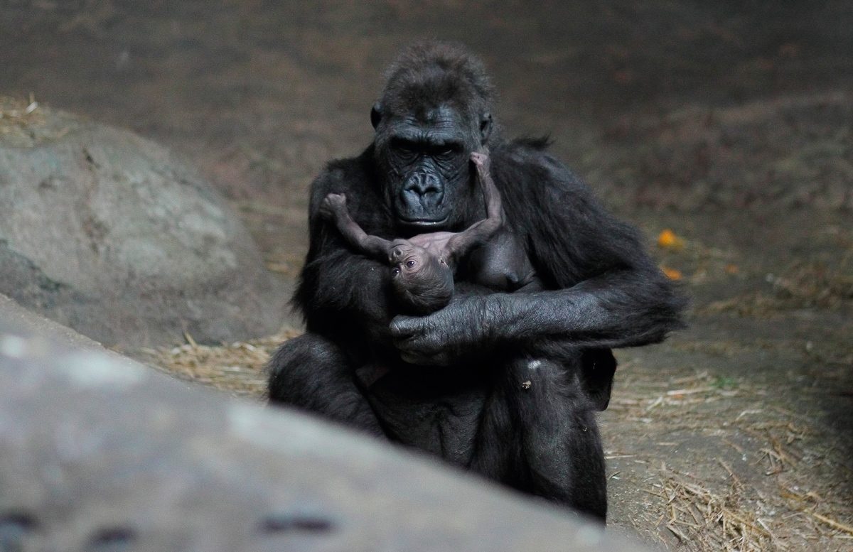 Reproducción de los gorilas