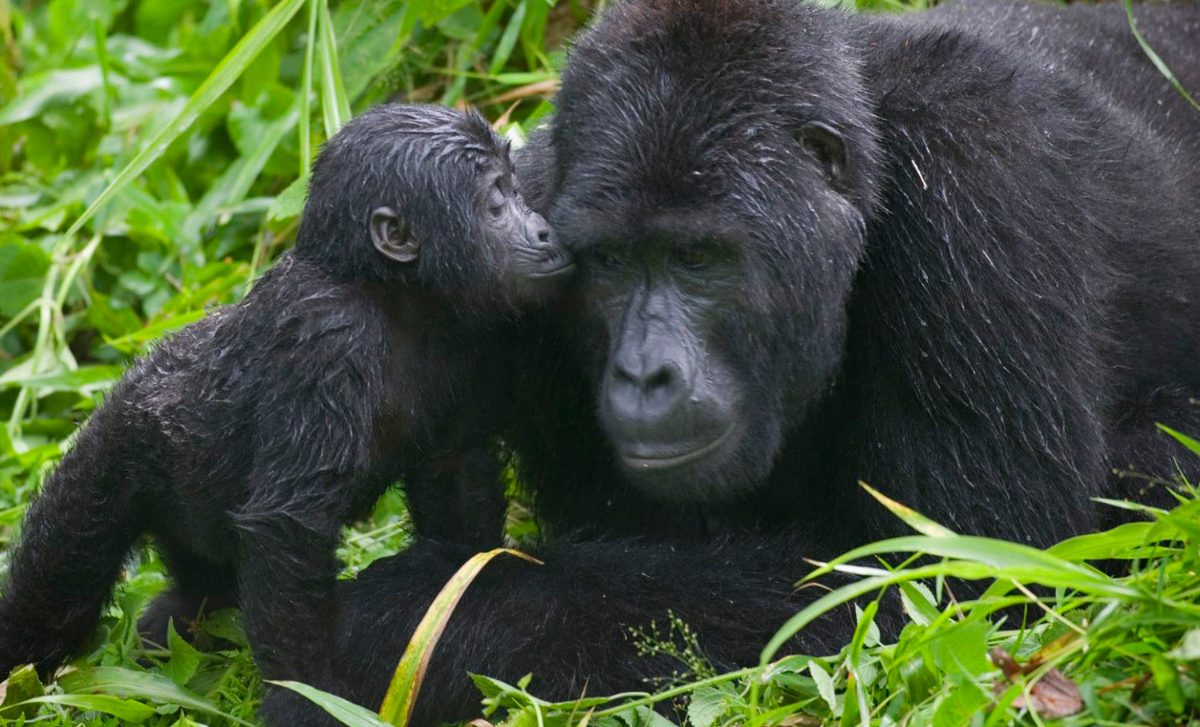 Subespecies de gorilas