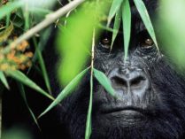 Amenazas a la supervivencia del gorila