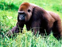 Características de los gorilas occidentales de planicie