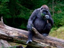 Ciclos de actividades diarias de los gorilas
