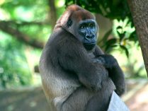 Comportamiento individual de los gorilas