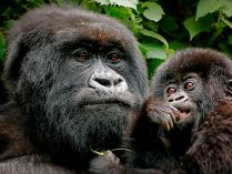 Conservación de los gorilas de montaña