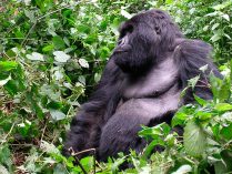 Conservación de los gorilas orientales de llanura