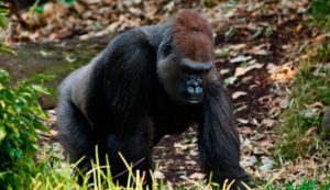 Datos interesantes sobre gorilas