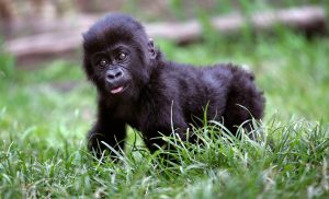 Desarrollo de los bebés gorilas