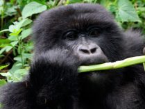 Dieta de los gorilas