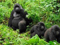 Esperanza de vida de los gorilas