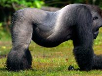 Evolución de los gorilas