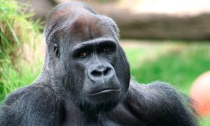 Fotos de gorilas