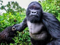 Fotos de los gorilas de montaña