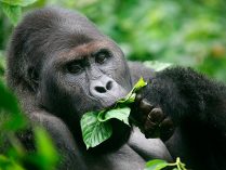 Gorila alimentándose de hojas