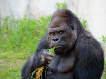 Gorila en cautividad comiendo