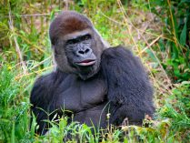 Gorila salvaje en HD