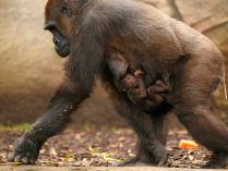 Gorila y sus hijos