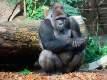 Gorilas occidentales de llanura en peligro