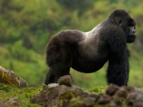 Hábitat del gorila de montaña