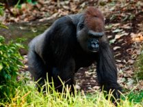 Hábitat de los gorilas occidentales de tierras bajas