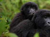 Hábitos sociales de los gorilas