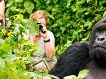 Humanos, depredadores de los gorilas