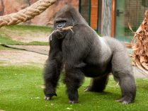 Imagen del cuerpo de un gorila