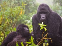 Imágenes HD de gorilas