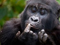 Olfato de los gorilas