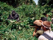 Poblaciones de gorilas en los hábitats naturales