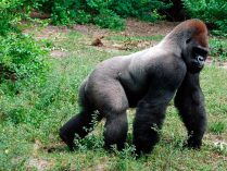 Protección y cuidado de los gorilas