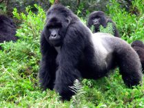 Reproducción de los gorilas de montaña