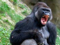 Vocalización de los gorilas
